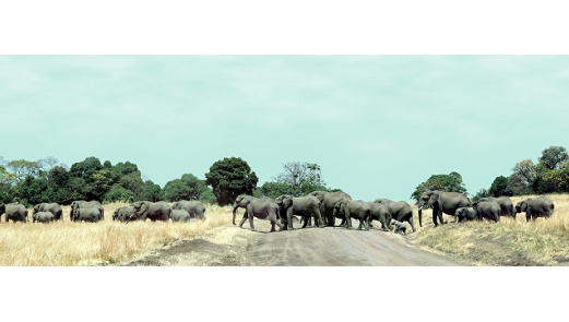 マサイマラ,ゾウの群れ