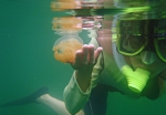 パラオ,タコクラゲ
