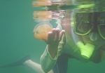 パラオ,タコクラゲ