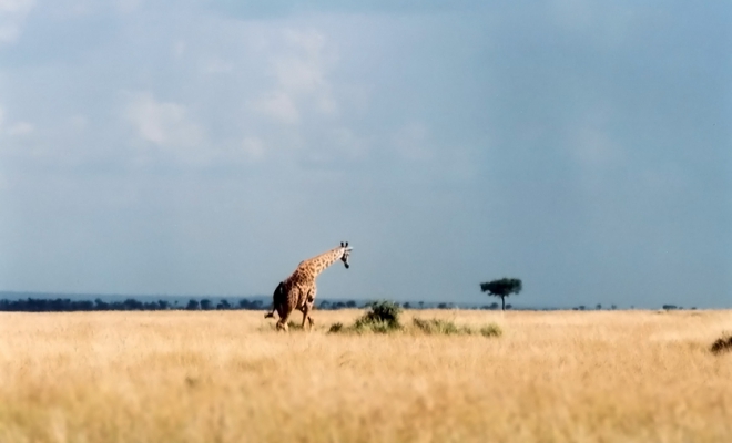 マサイマラのキリン