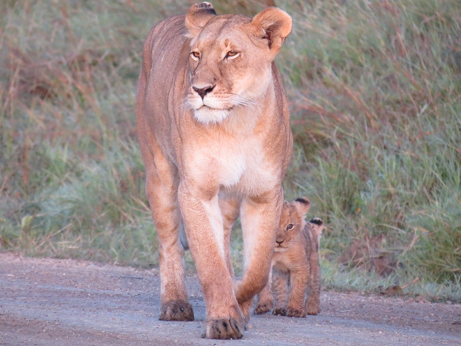 ライオンの親子