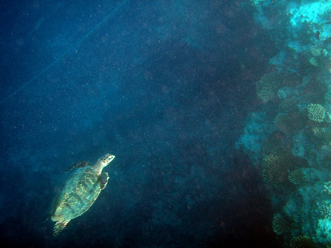 アンサナ・イフル