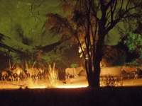 ベイサ・オリックス