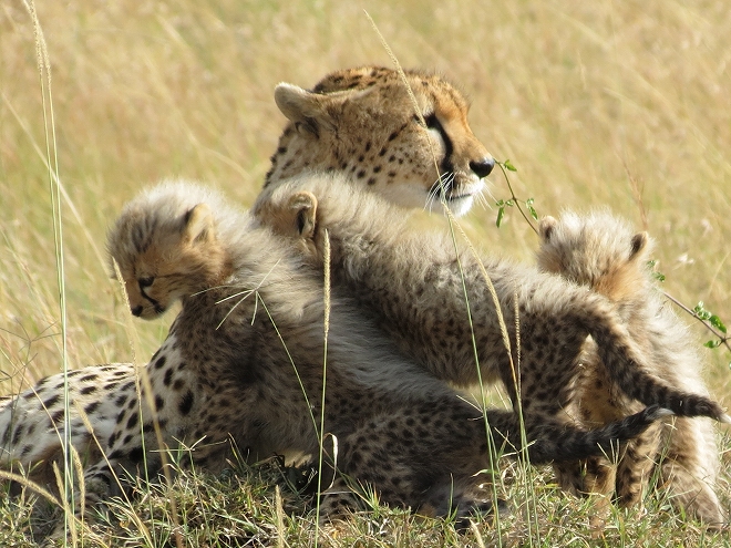 チーター親子