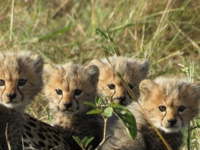 チーターの親子