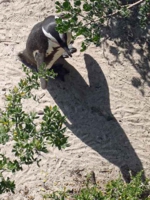 ボルダーズ・ビーチ