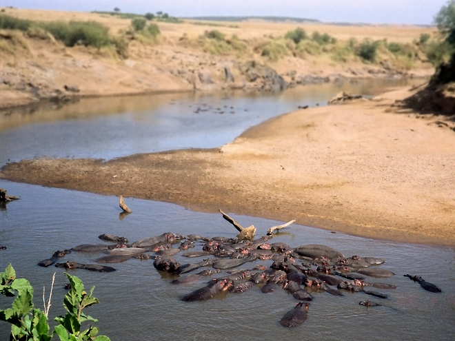 マラ川のカバ
