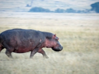 マサイマラ,カバ