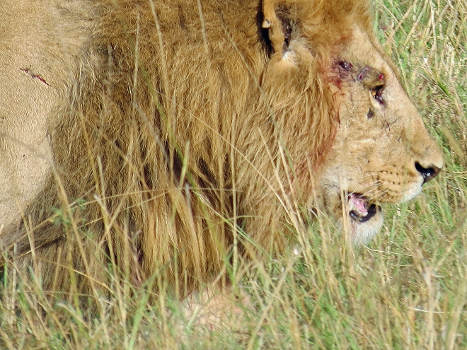 マサイマラ,ライオン