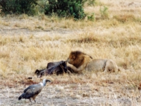 マサイマラ,ライオン