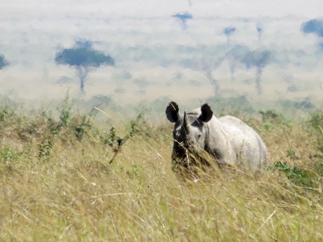 マサイマラ,クロサイ