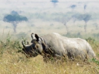 マサイマラ,クロサイ