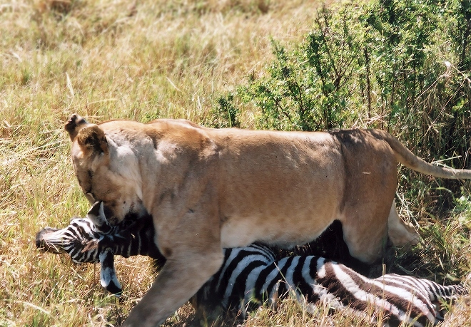 マサイマラ,ライオン
