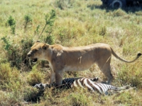 ライオン,ハンティング
