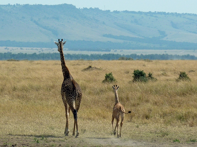 マサイマラ,キリン