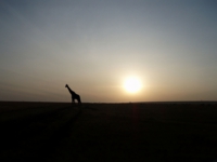 マサイマラ,キリン