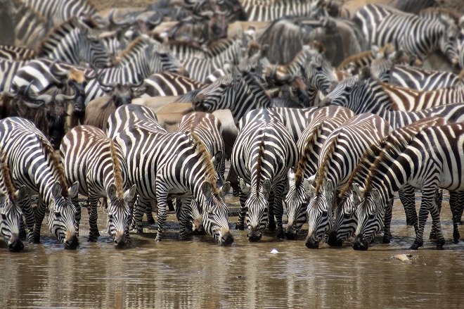 マサイマラ,シマウマ