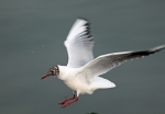 海鳥