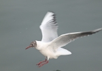 海鳥