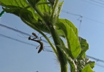 カマキリ