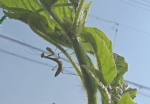 カマキリ
