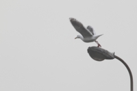 海鳥