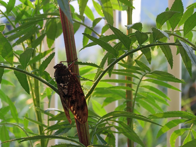 アフリカン・マリーゴールド