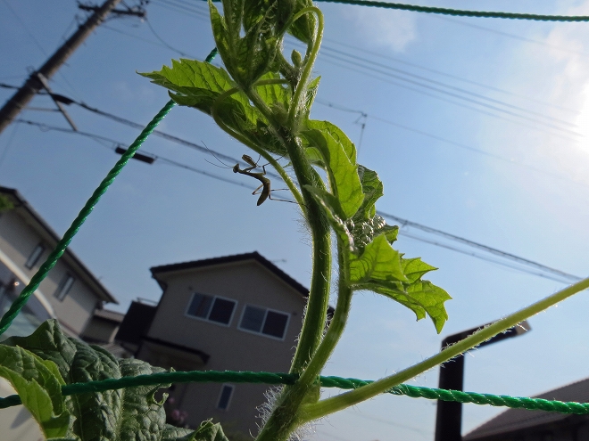 カマキリ