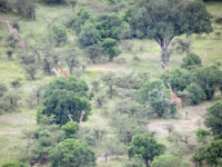 バブーン・バー